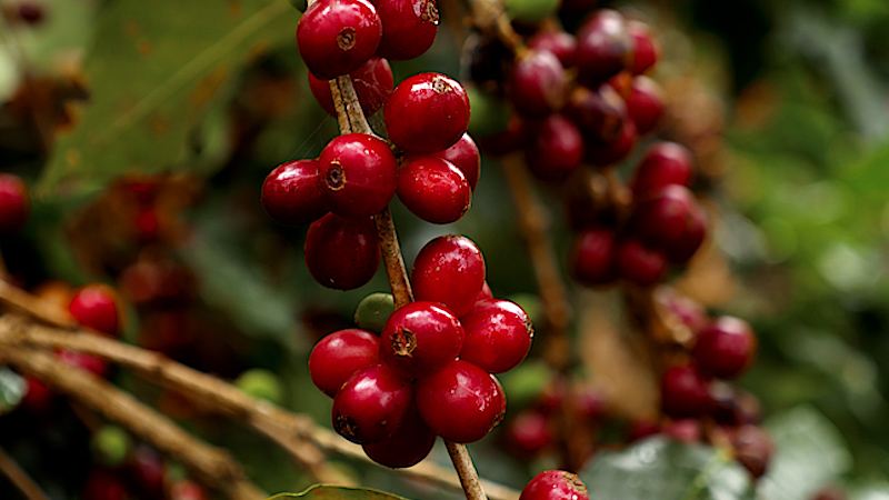 Café 18 Conejo — Certificación biodinámica Marcala