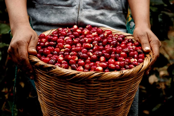 Narrativa Documental para Marcas